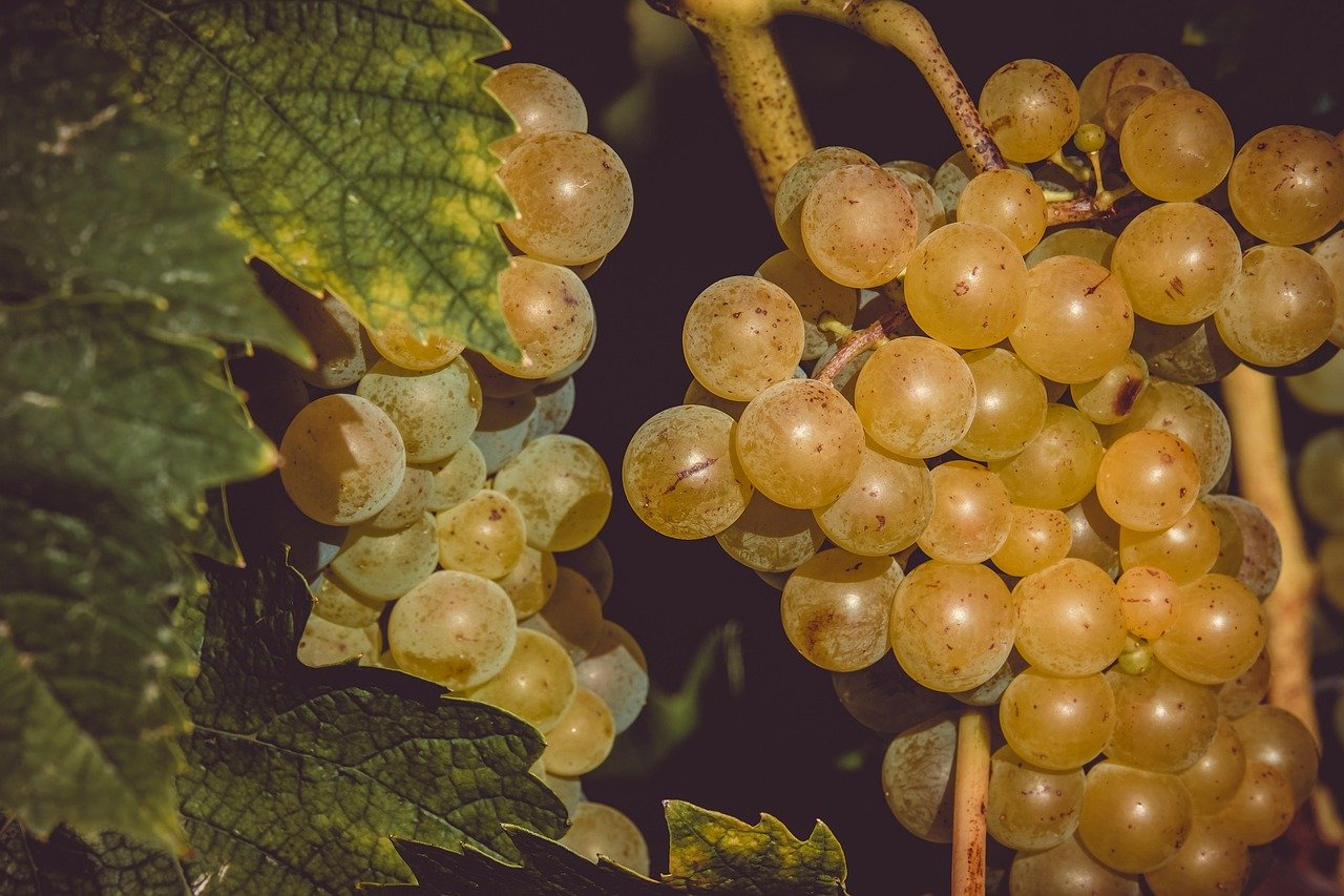 Szőlőmag: A természet apró csodája – antioxidáns, szívvédelem, fiatalító hatás